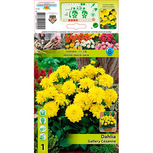 Dalia Gallery Cezanne interface.image 1 interface.art 76562