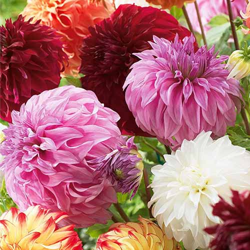 Dalia Gigant, mix kolorów interface.image 1 interface.art 76512