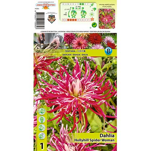 Dalia Hollyhill Spider Woman interface.art zdjęcie 1 Dalia Hollyhill Spider Woman interface.image 1 interface.art 70375