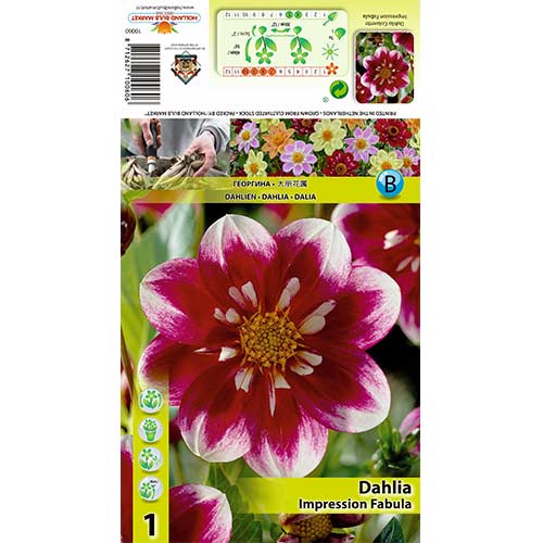 Dalia Impression Fabula interface.art zdjęcie 1 Dalia Impression Fabula interface.image 1 interface.art 70376