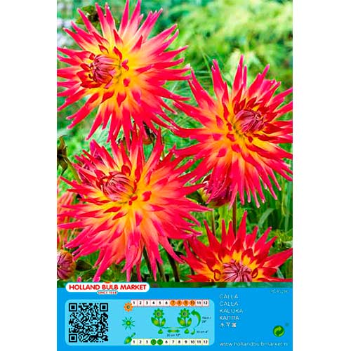 Dalia Bora Bora interface.image 1 interface.art 76411