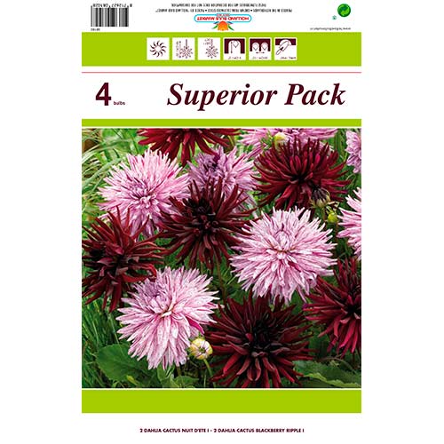 Dalia kaktusowa, mix kolorów interface.image 1 interface.art 76412