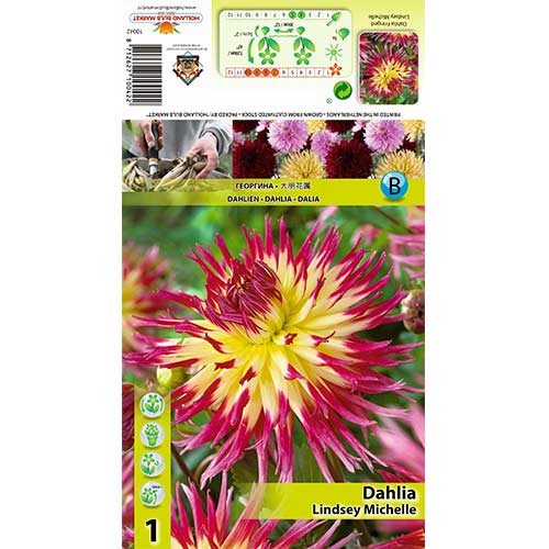 Dalia Lindsay Michelle interface.image 1 interface.art 70378