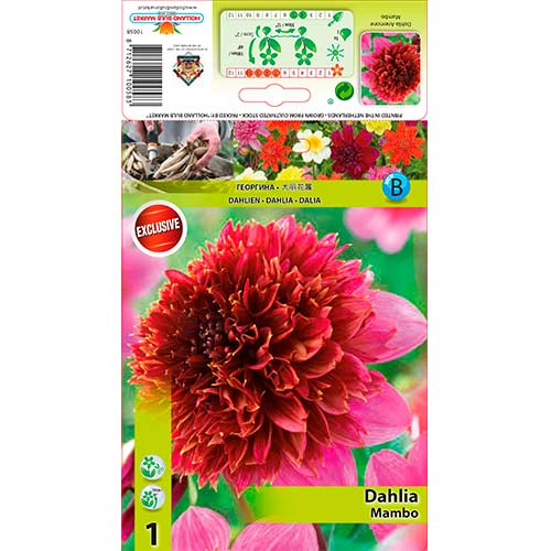 Dalia Mambo interface.image 1 interface.art 76214