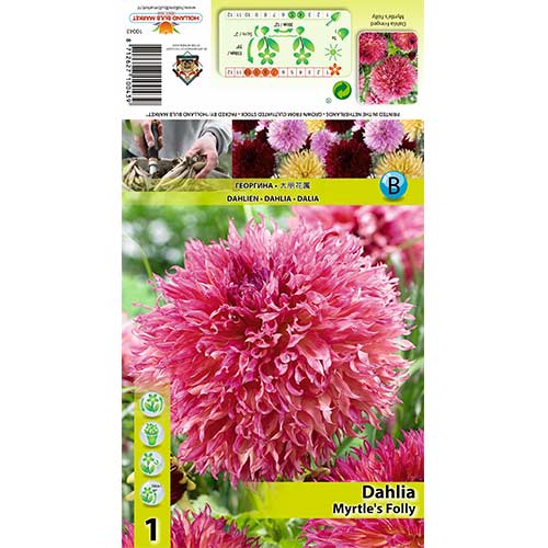 Dalia Myrtle’s Folly interface.image 1 interface.art 70482