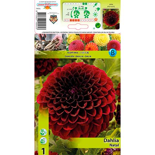 Dalia Natal interface.image 1 interface.art 76568