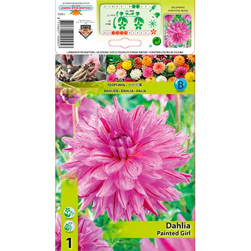 Dalia Painted Girl interface.image 1 interface.art 76574