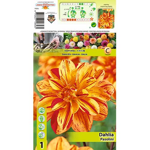 Dalia Pasolini interface.art zdjęcie 1 Dalia Pasolini interface.image 1 interface.art 70380