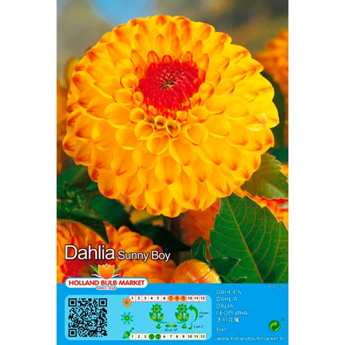 Dalia Sunny Boy interface.image 1 interface.art 76429