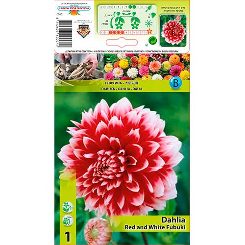 Dalia Red and White Fubuki interface.image 1 interface.art 76220