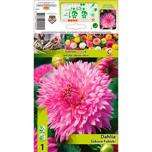 Dalia Sakura Fubuki interface.image 1 interface.art 76221