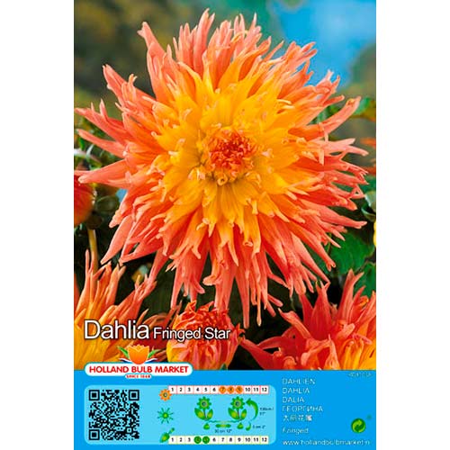 Dalia Fringed Star interface.image 1 interface.art 76417