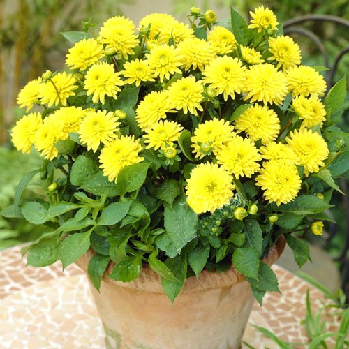 Dalia Sunny Glow interface.image 1 interface.art 3220