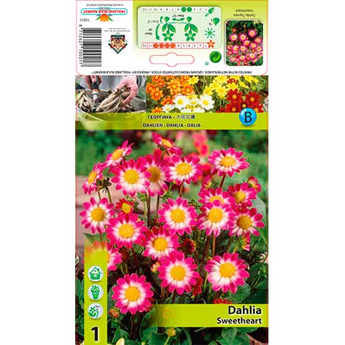 Dalia Sweetheart interface.image 1 interface.art 76577