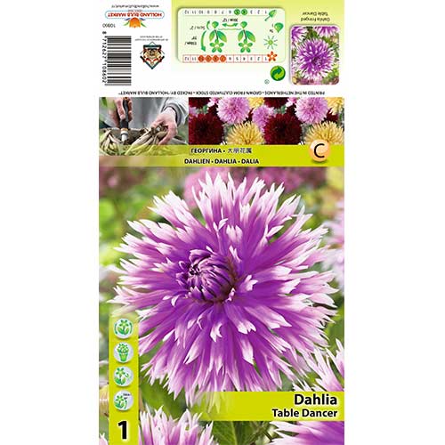 Dalia Table Dancer interface.art zdjęcie 1 Dalia Table Dancer interface.image 1 interface.art 70382