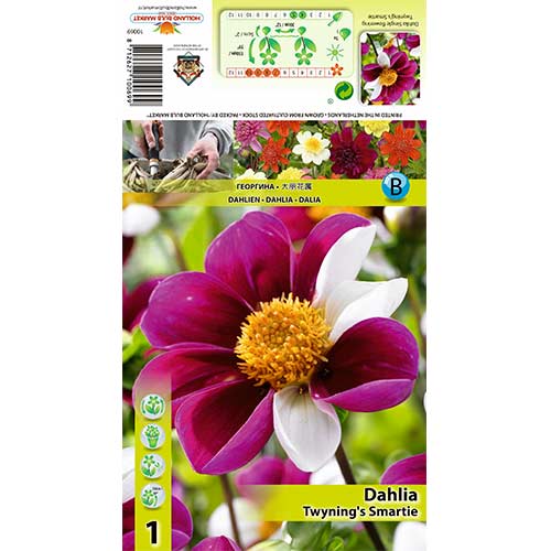 Dalia Twyning's Smartie interface.image 1 interface.art 70383