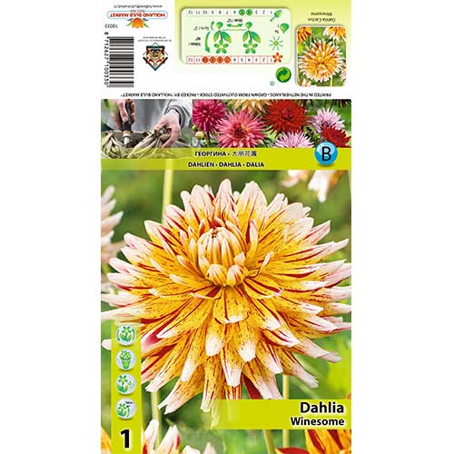 Dalia Winesome interface.image 1 interface.art 70481