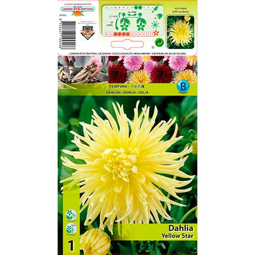 Dalia Yellow Star interface.image 1 interface.art 76432