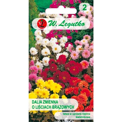 Dalia zmienna karłowa Diablo, mix interface.image 1 interface.art 69579