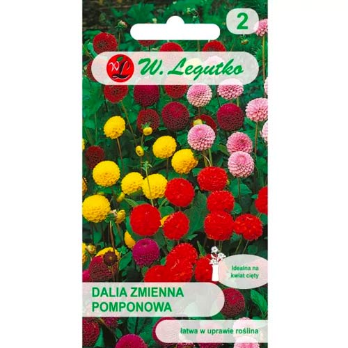 Dalia zmienna pomponowa, mix interface.image 1 interface.art 50091