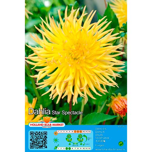 Dallia Star Spectacle interface.image 1 interface.art 76428