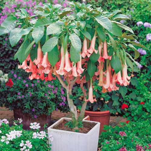Brugmansia Pink interface.art zdjęcie 1 Brugmansia Pink interface.image 1 interface.art 76640