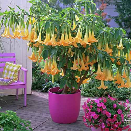 Brugmansia Yellow interface.image 1 interface.art 76639