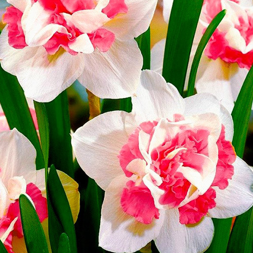  Narcyz powtórki, frotte interface.image 1 interface.art 3243