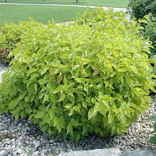 Dereń biały Aurea interface.image 1 interface.art 4748