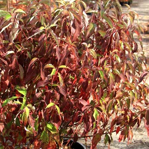 Dereń biały Red Gnome interface.image 1 interface.art 4426