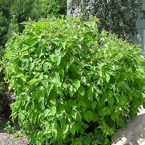 Dereń biały Siberian pearls interface.image 1 interface.art 9044