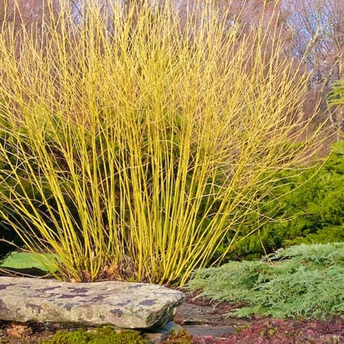 Dereń Flaviramea interface.image 1 interface.art 5085