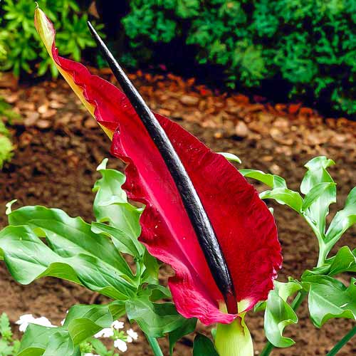 Drakunkulus zwyczajny interface.image 1 interface.art 67346