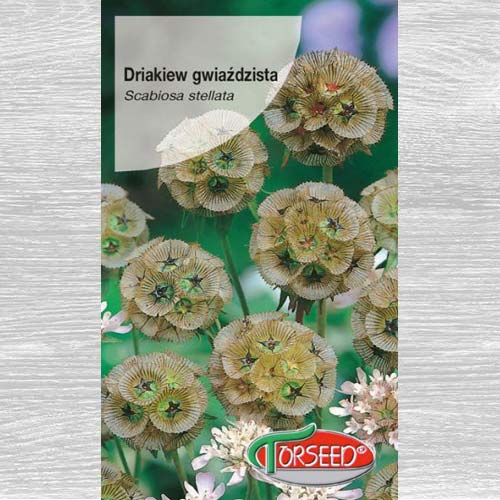 Driakiew gwiaździsta beżowo-zielona interface.image 1 interface.art 77523