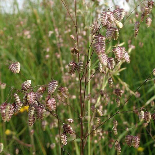 Drżączka średnia interface.art zdjęcie 1 Drżączka średnia interface.image 1 interface.art 01415