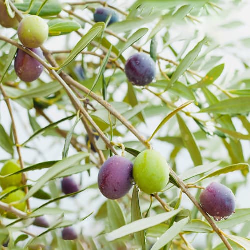 Drzewo oliwne (Oliwka) Amfisis, C2 interface.image 1 interface.art 9679