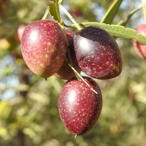 Drzewo oliwne (Oliwka) Carolea, C2 interface.image 1 interface.art 9680