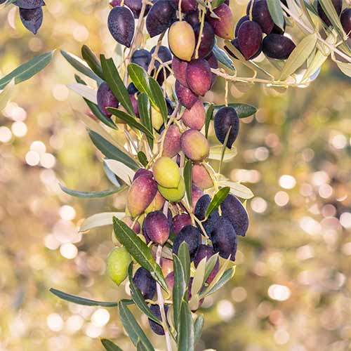 Drzewo oliwne (Oliwka) (columnar) Arbequina interface.image 1 interface.art 2017