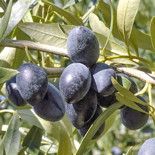 Drzewo oliwne (Oliwka) Kalamon, C2 interface.image 1 interface.art 9683