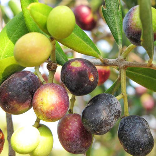 Drzewo oliwne (Oliwka) Megaritiki interface.image 1 interface.art 6938