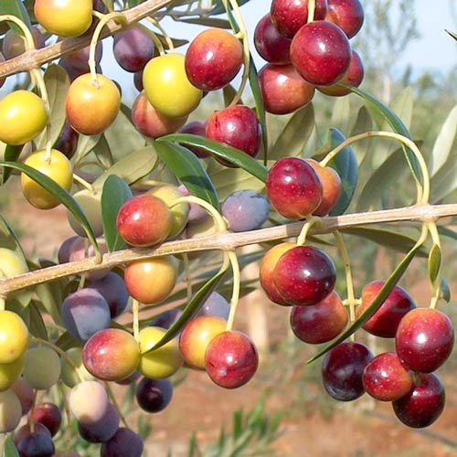 Drzewo oliwne (Oliwka) Piqual interface.image 1 interface.art 7965