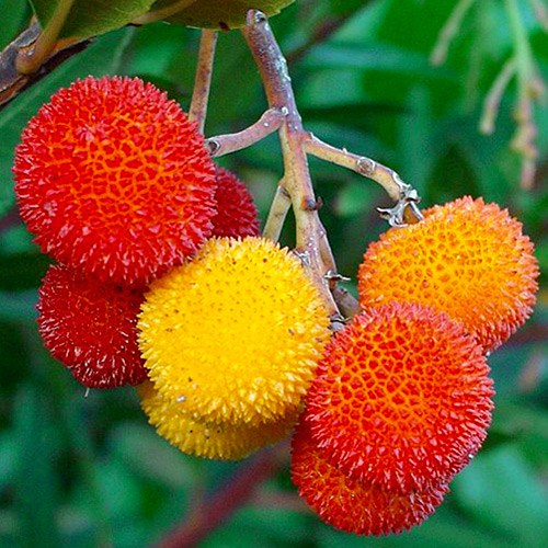 Truskawkowe drzewo interface.image 1 interface.art 69693