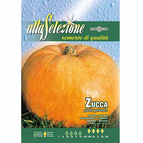 Dynia Gialla Quintale Morami interface.art zdjęcie 1 Dynia Gialla Quintale Morami interface.image 1 interface.art 96377