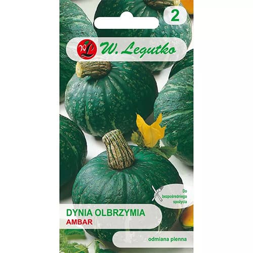 Dynia Ambar interface.art zdjęcie 1 Dynia Ambar interface.image 1 interface.art 78453