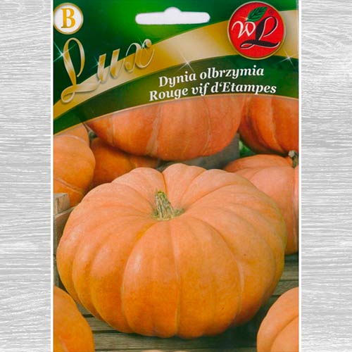 Dynia olbrzymia Rouge vif d'Etampes interface.art zdjęcie 1 Dynia olbrzymia Rouge vif d'Etampes interface.image 1 interface.art 69462