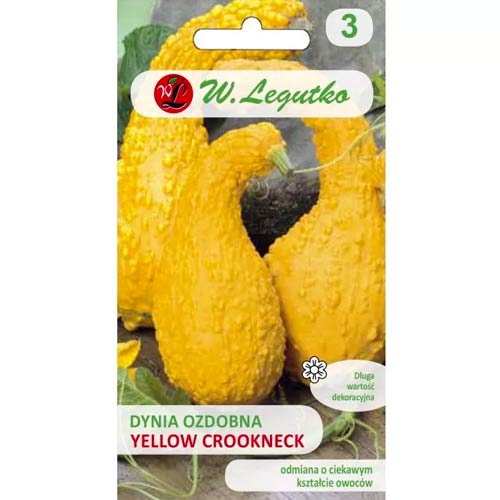 Dynia ozdobna Yellow Croockneck interface.image 1 interface.art 96739