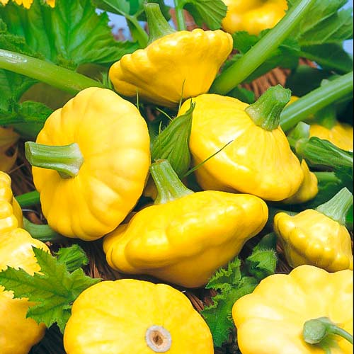 Dynia Patison Toscana interface.art zdjęcie 1 Dynia Patison Toscana interface.image 1 interface.art 66660