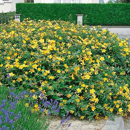 Dziurawiec kielichowaty interface.image 1 interface.art 4456