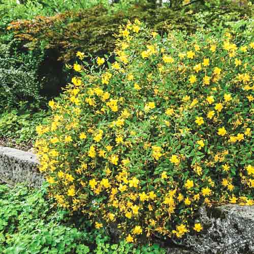 Dziurawiec Mosera Tricolor interface.image 1 interface.art 4457