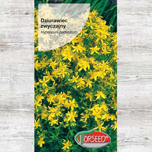 Dziurawiec zwyczajny, nasiona interface.image 1 interface.art 87006